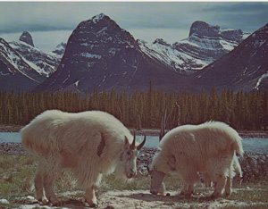 Rocky Mountain Goats